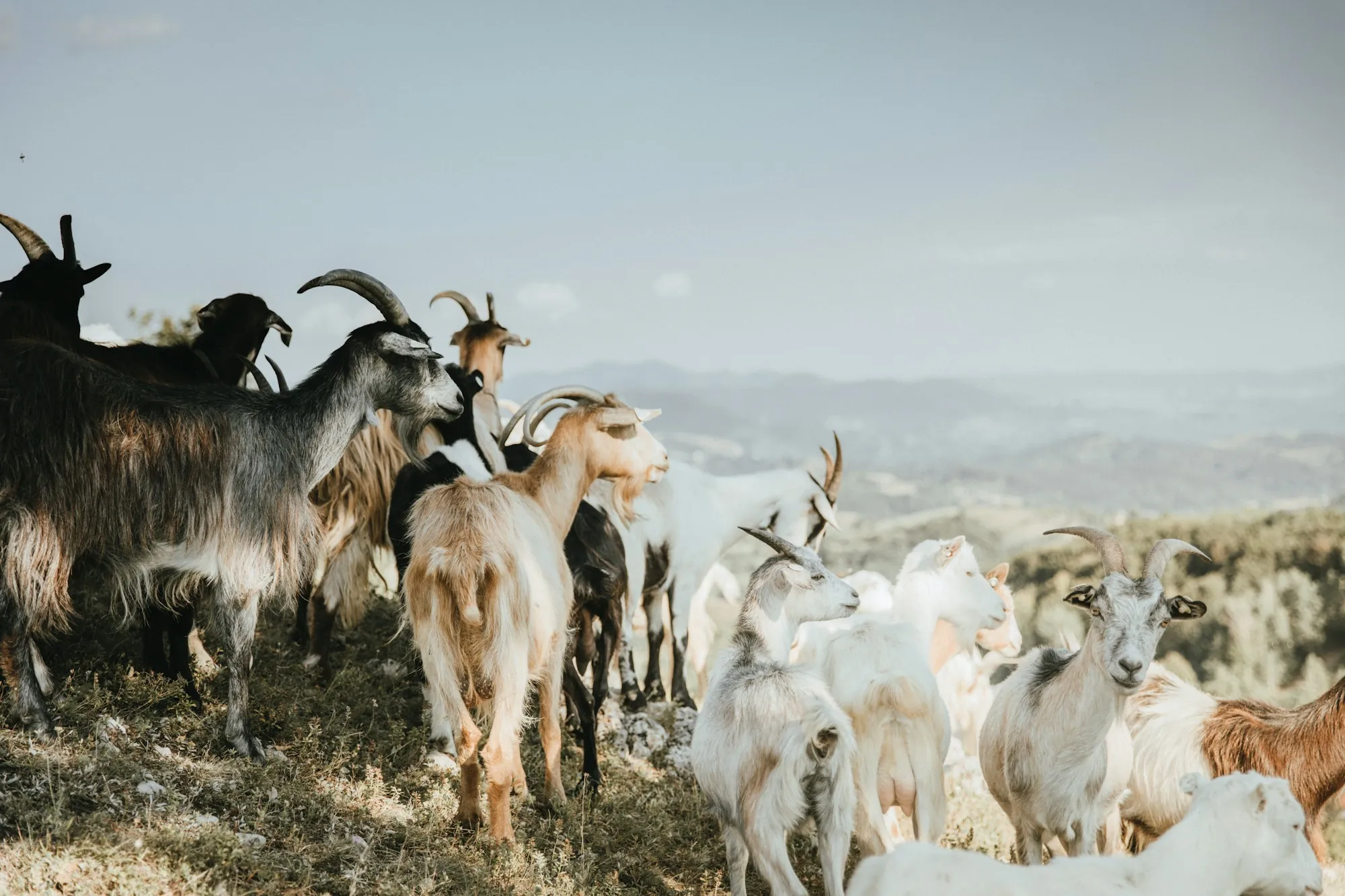 Goats on brown ground