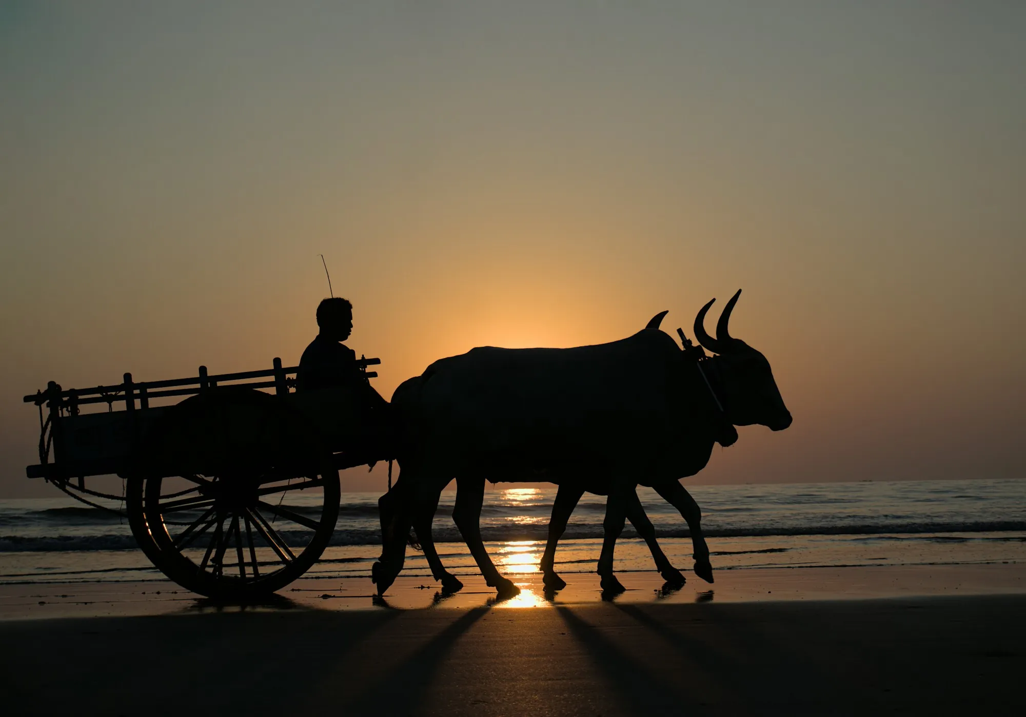 An ox-drawn cart with its driver