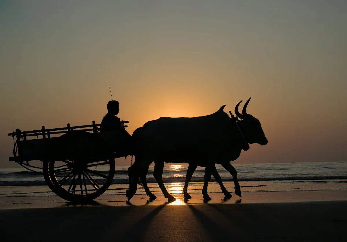 An ox-drawn cart with its driver
