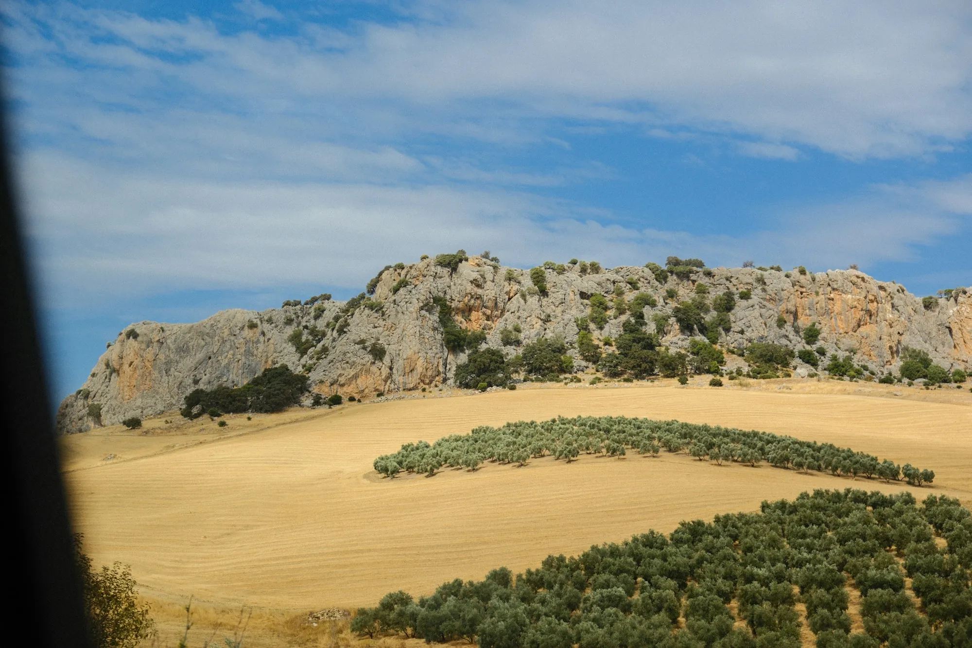 Rocky hills with olive trees and dry fields