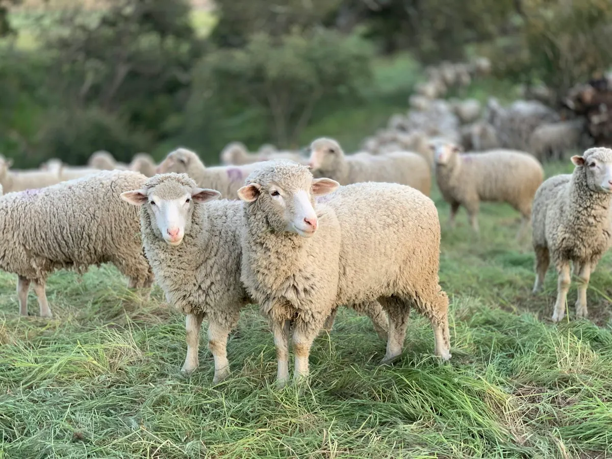 Sheep on a green field
