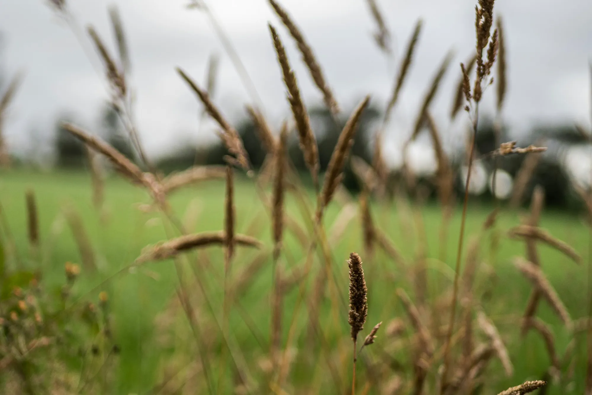 A field of wheat