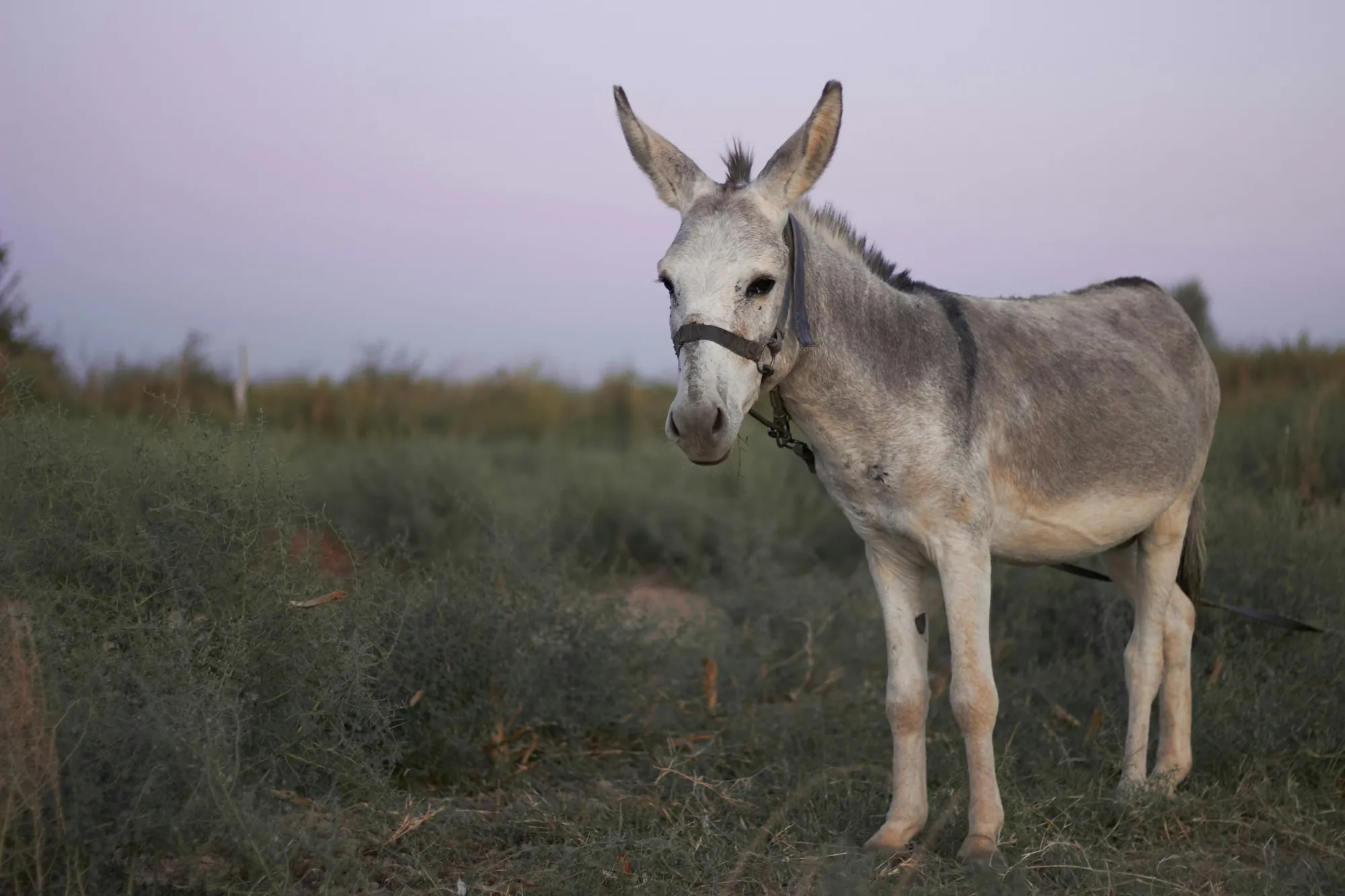 A grey donkey