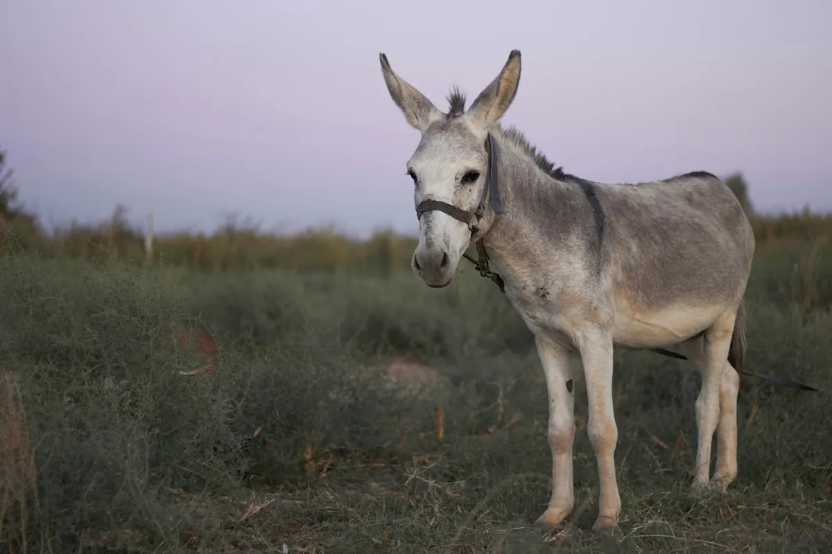 A grey donkey