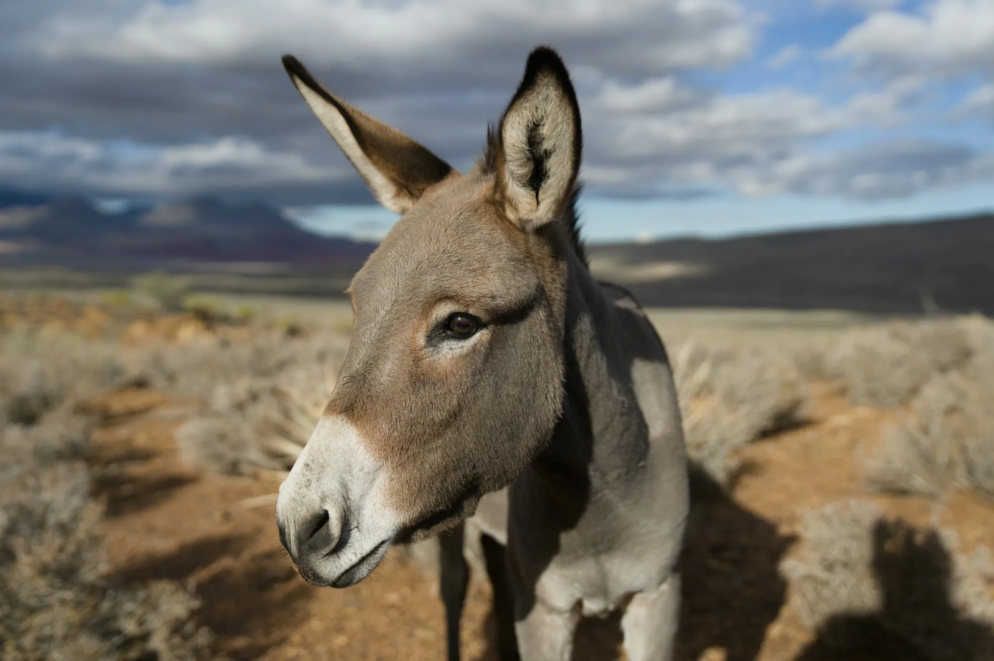 A donkey standing in a dry landscape