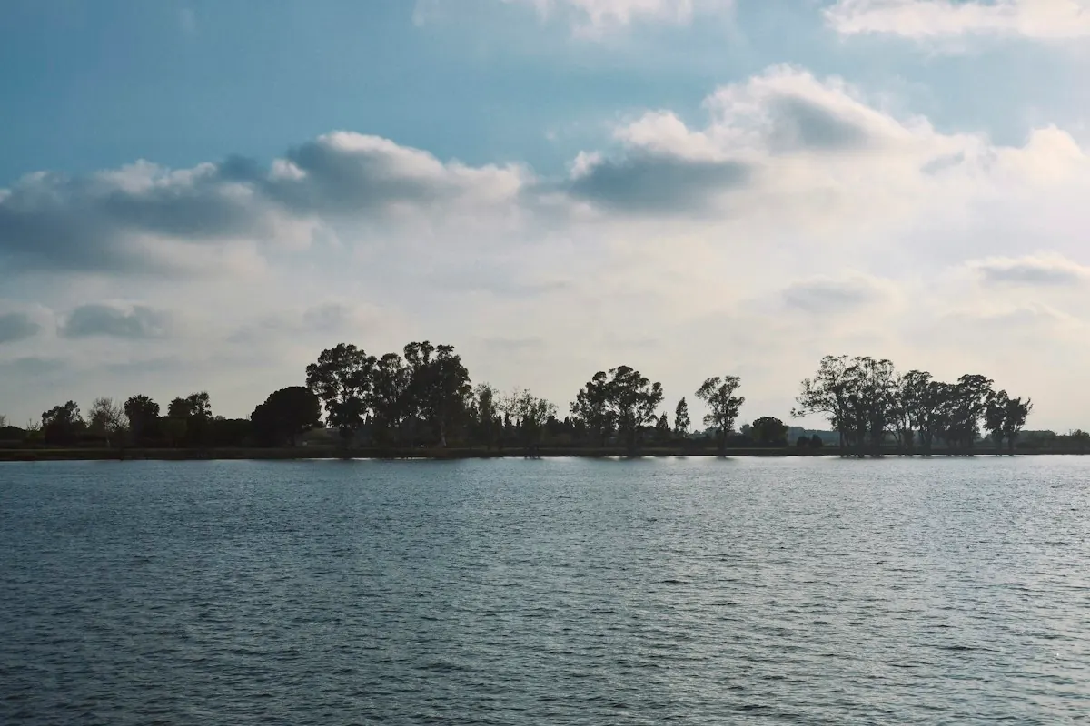 Trees beside wide water