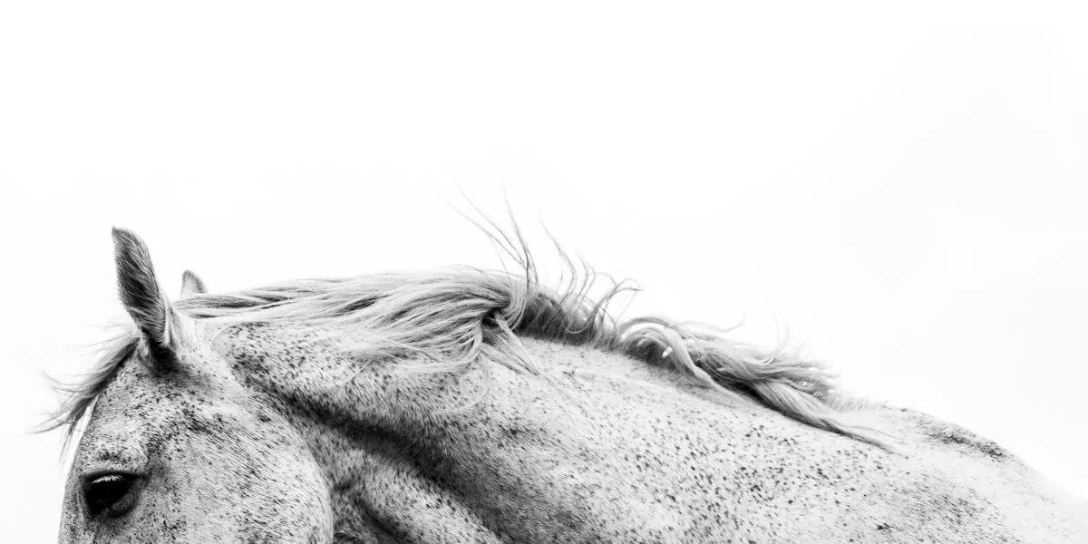 A horse's head in black and white