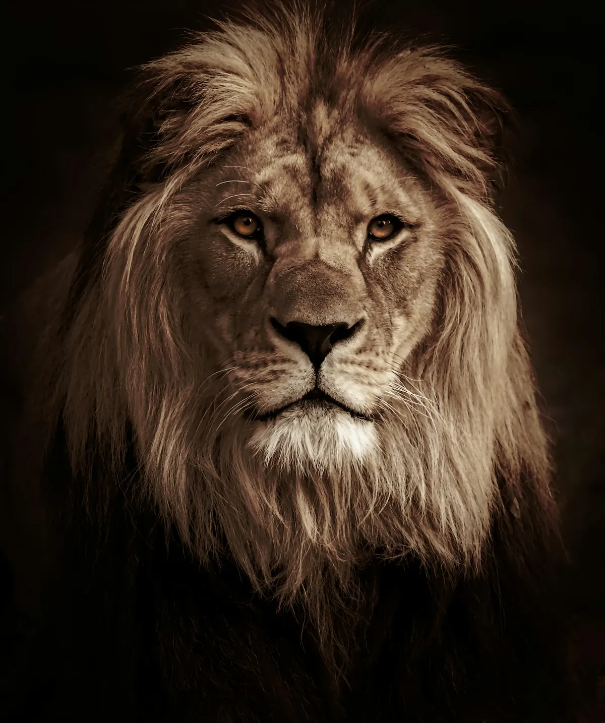 A lion in black and white