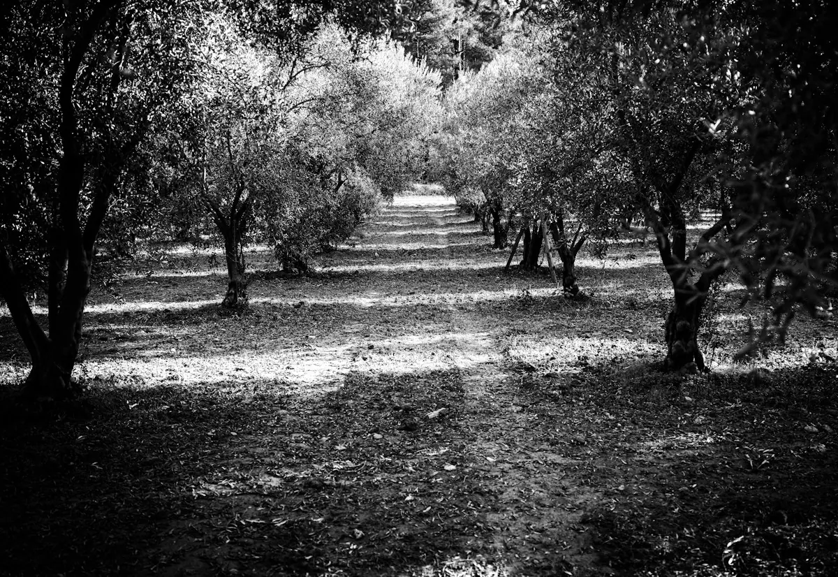 Rows of olive trees
